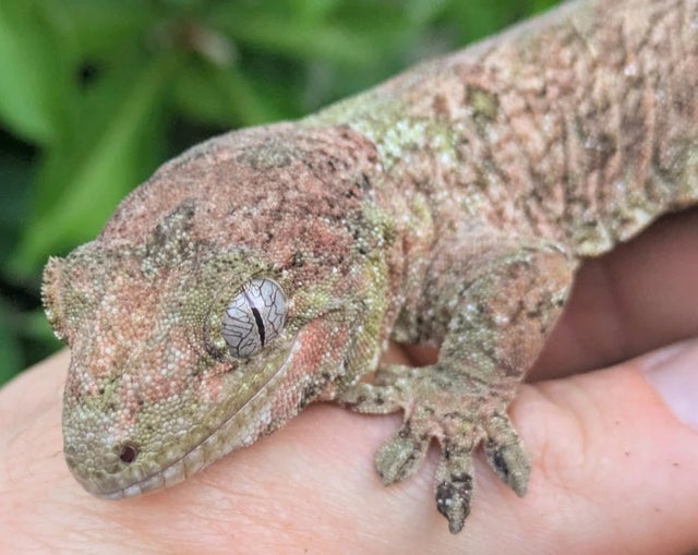 Pink Green Pine Island Chahouha Gecko Adult Female 52 grams #676