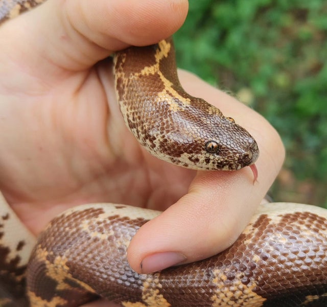 Kenyan Sand Boa Female 209g