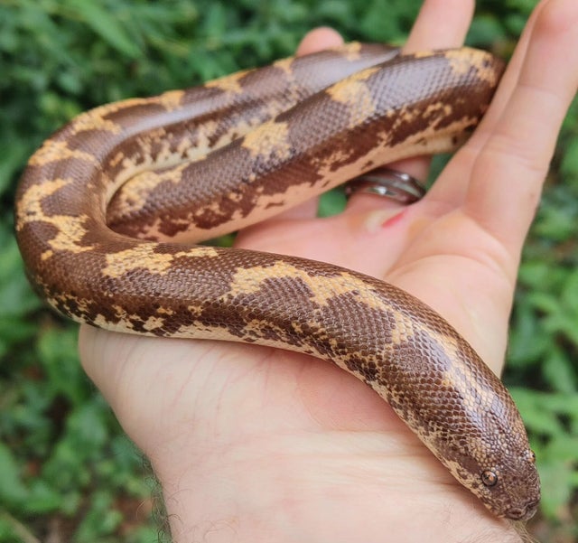 Kenyan Sand Boa Female 209g