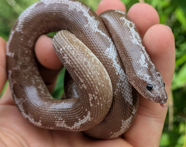 Anery Stripe Kenyan Sand Boa Male 55g