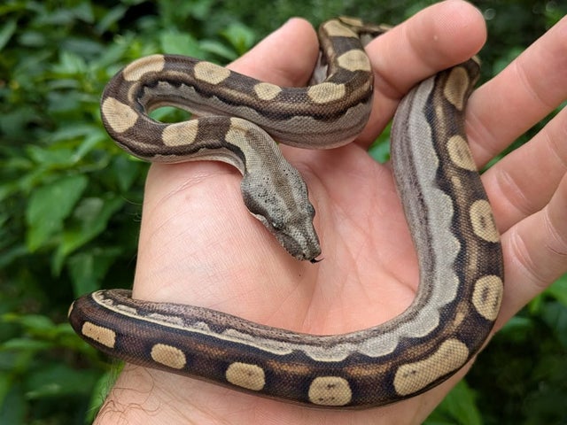A Motley Boa Constrictor Female ~1.5FT