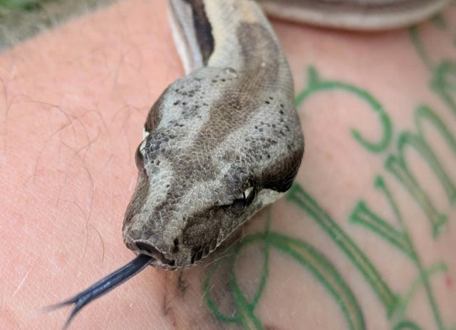 A Motley Boa Constrictor Female ~1.5FT