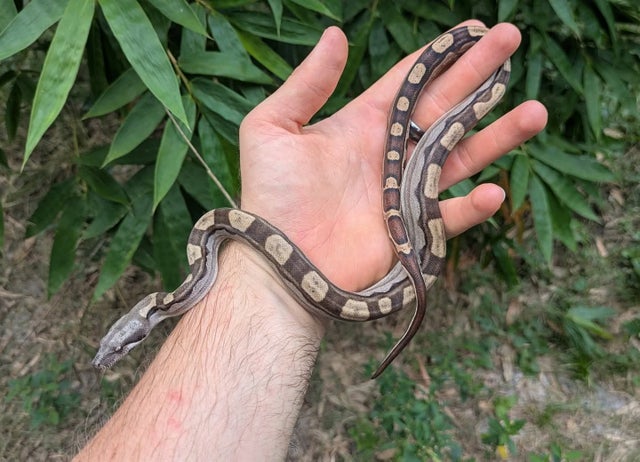 Motley Boa Constrictor Male ~1.5FT