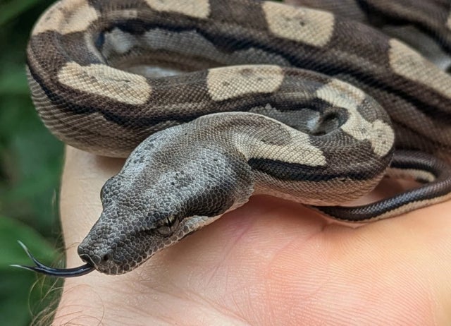 Motley Boa Constrictor Male ~1.5FT