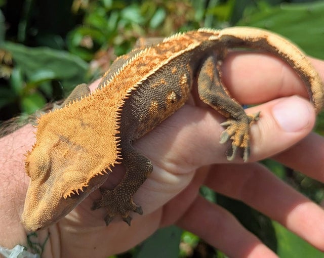 Harlequin Crested Gecko Male 32g #452