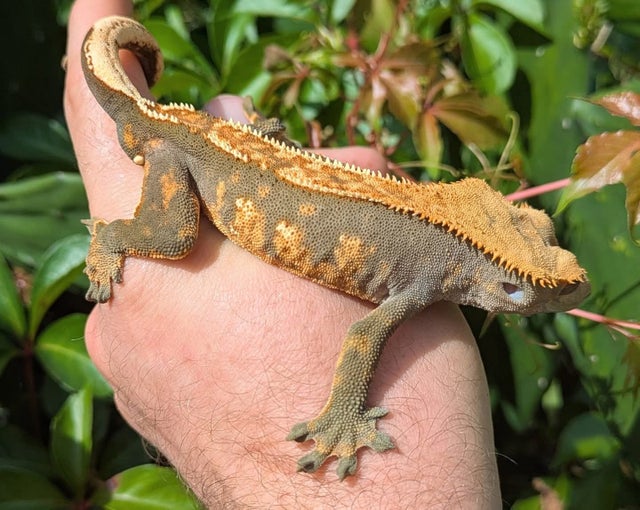 Harlequin Crested Gecko Male 32g #452