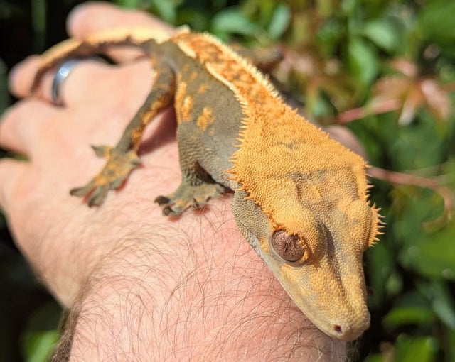 Harlequin Crested Gecko Male 32g #452