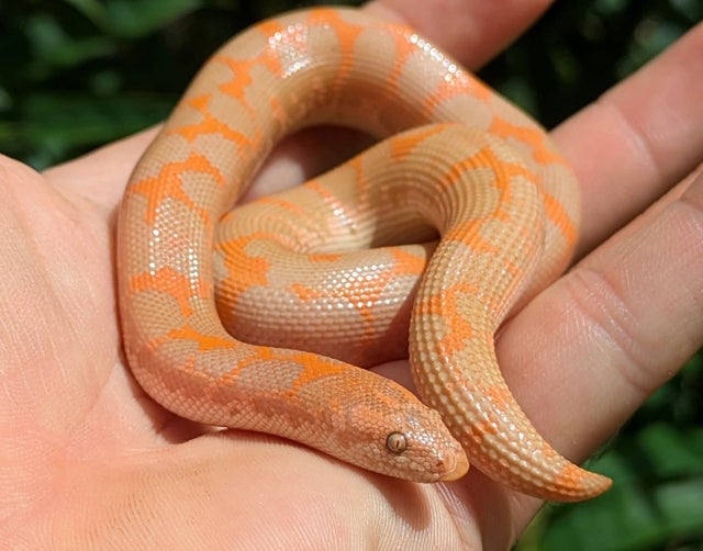 Albino Kenyan Sand Boa Male 42 grams