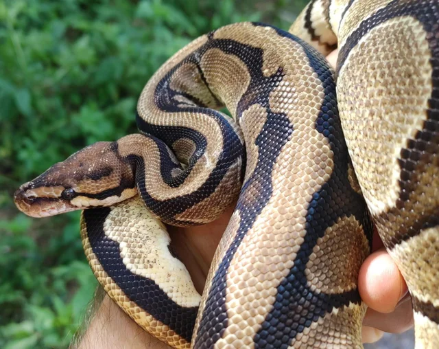 Cypress Ball Python Female 857g