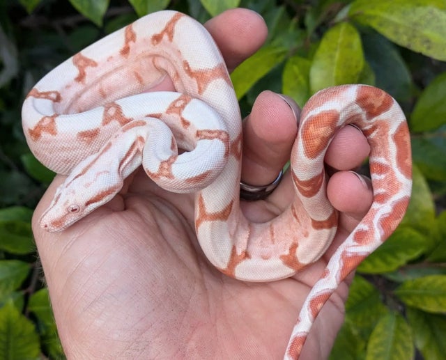 Kahl Sunglow Boa Constrictor Male ~1.5FT