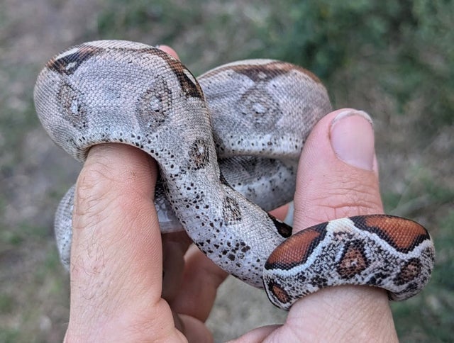 66% Het VPI Boa Constrictor Female ~1.5FT
