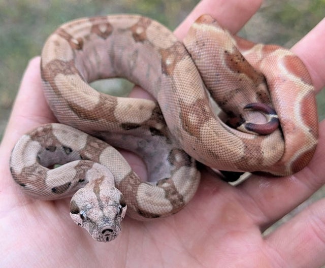 Hypo 66% Het VPI Boa Constrictor Female ~1.5FT