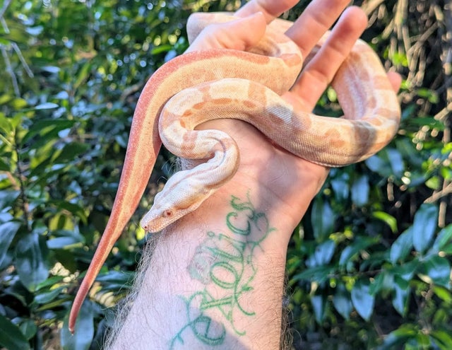 Kahl Sunglow Motley Boa Constrictor Male ~2 FT