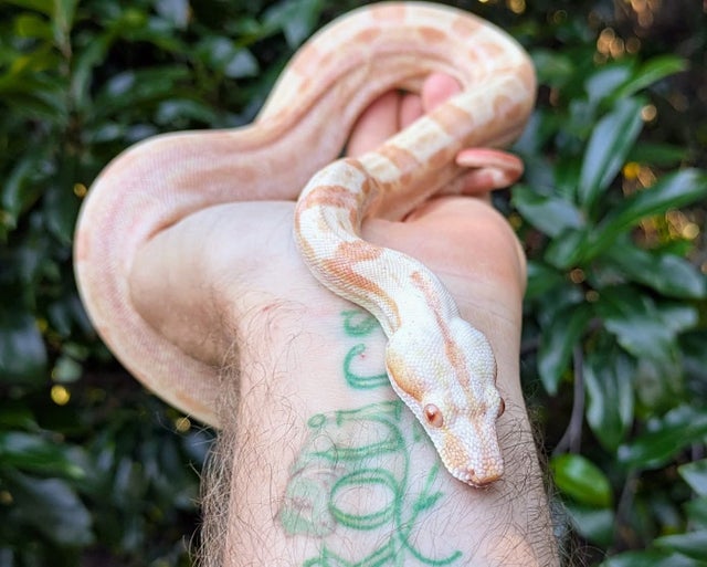 Kahl Sunglow Motley Boa Constrictor Male ~2 FT