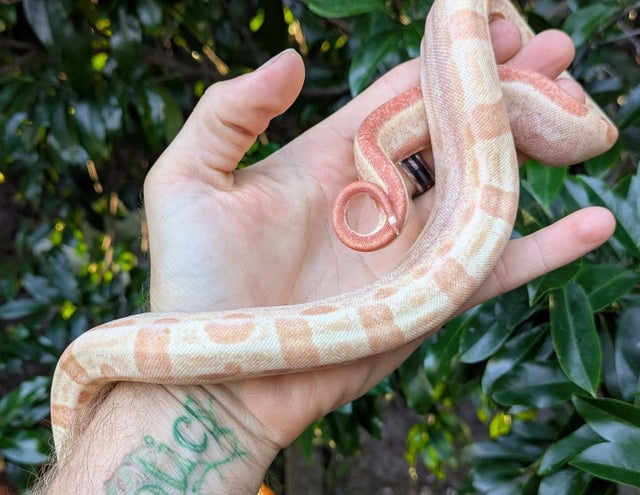 Kahl Sunglow Motley Boa Constrictor Male ~2 FT