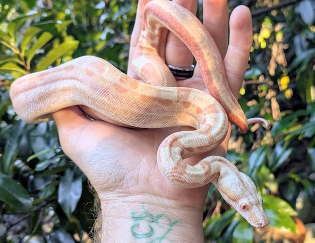 Kahl Sunglow Motley Boa Constrictor Male ~2 FT