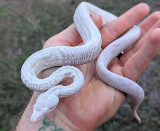 Kahl Moonglow (Hypo Anery Albino) Boa Constrictor Female ~1.5FT
