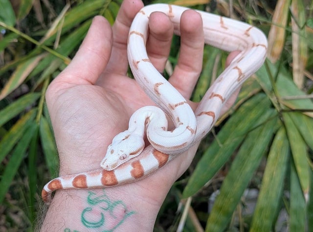 A plus Kahl Sunglow (Hypo Albino) Boa Constrictor Male ~1.5FT