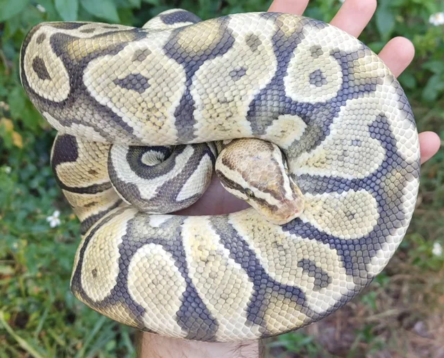Pastel Orange Ghost Ball Python Female 1780g Proven Breeder