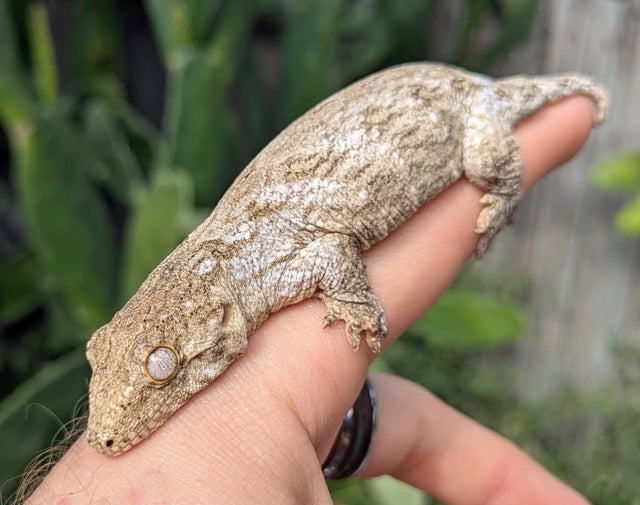 Pine Island Leachianus Gecko Female 22 grams #336