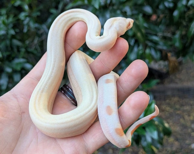 Kahl Sunglow Sterling Possible Motley Boa Constrictor Male ~1.5FT