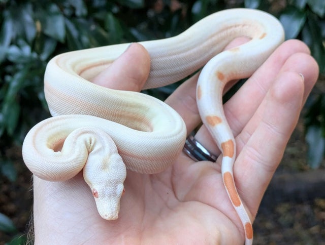 Kahl Sunglow Sterling Possible Motley Boa Constrictor Male ~1.5FT
