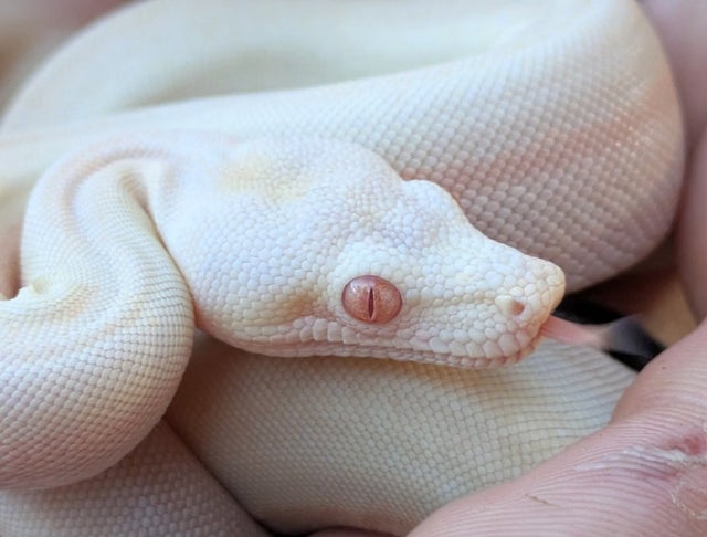 Kahl Sunglow Sterling Possible Motley Boa Constrictor Male ~1.5FT