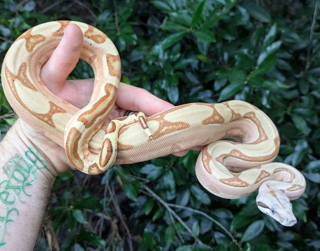 Hypo Labyrinth Boa Constrictor Male ~2.25FT