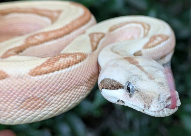 Hypo Labyrinth Boa Constrictor Male ~2.25FT