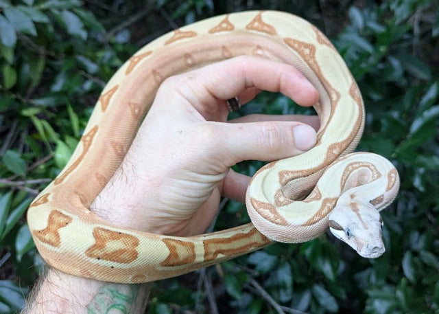Hypo Labyrinth Boa Constrictor Male ~2.25FT