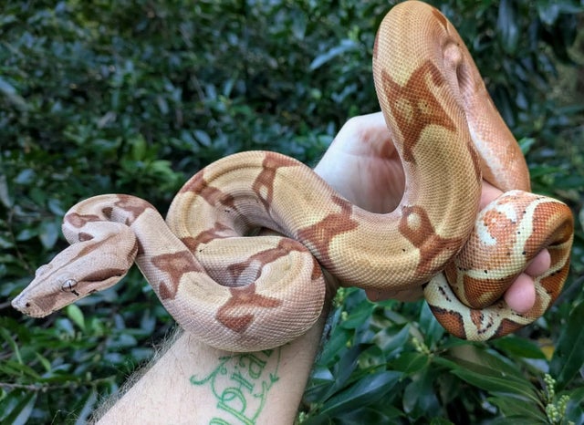 Purple Pastel Hypo 100% Double Het Sharp Albino Blood Boa Constrictor ~2.5FT