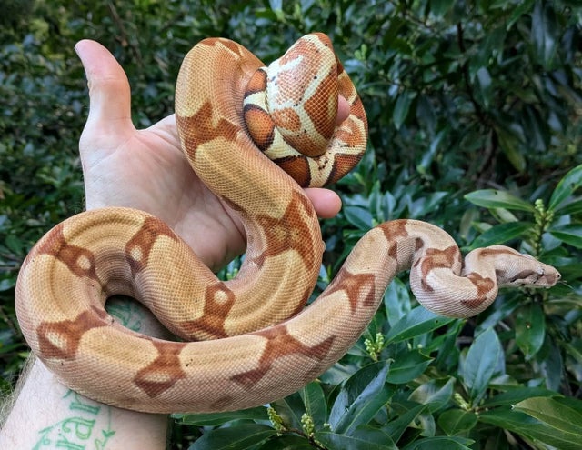 Purple Pastel Hypo 100% Double Het Sharp Albino Blood Boa Constrictor ~2.5FT