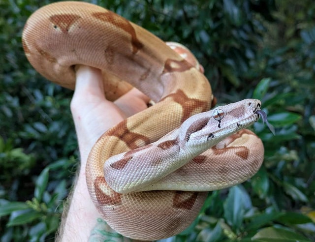 Purple Pastel Hypo 100% Double Het Sharp Albino Blood Boa Constrictor ~2.5FT