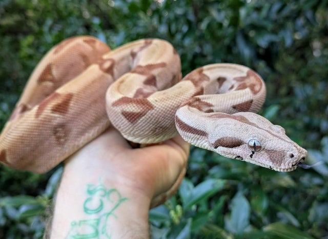 Purple Pastel Hypo 100% Double Het Sharp Albino Blood Boa Constrictor ~2.5FT