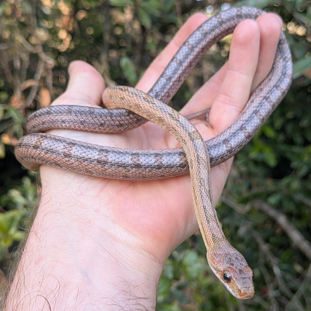 Texas Baird's Rat Snake Female ~2.5FT