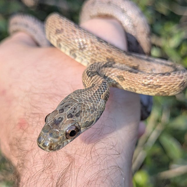 Texas/ Mexican Baird's Rat Snake Female ~2.5FT