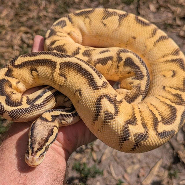 A Pastel Super Gravel Ball Python Female 631g