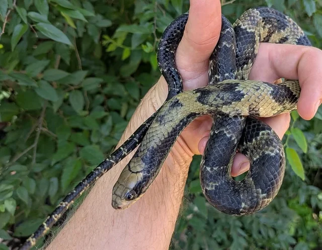 USCBB False Water Cobra Male ~2.5 FT