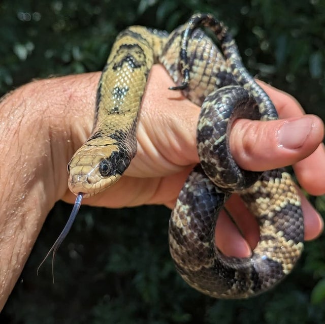 USCBB False Water Cobra Male ~2.5 FT