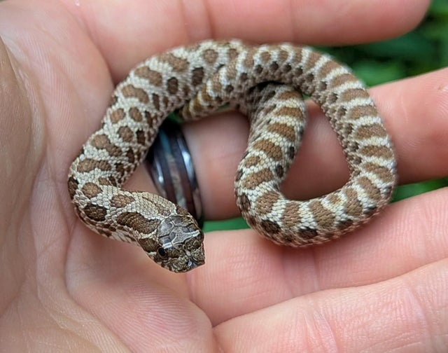 100% Het Pink Pastel Albino Western Hognose Female 9 grams