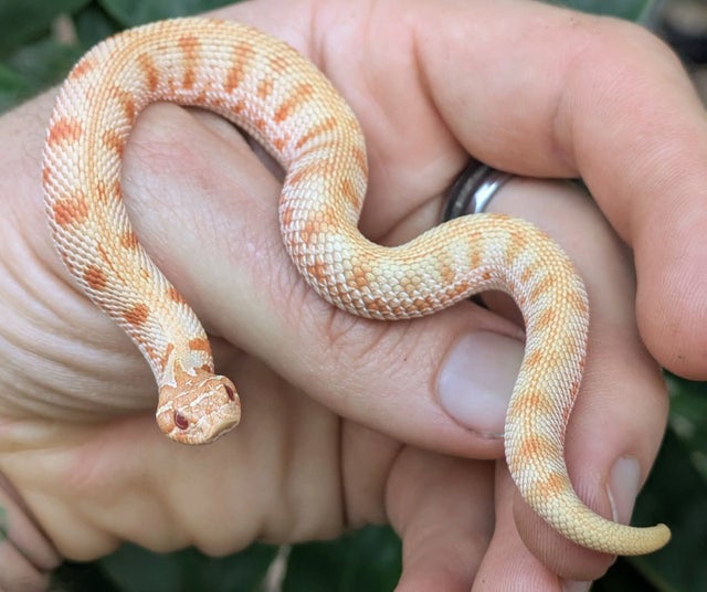Albino Anaconda Western Hognose Female 10 grams