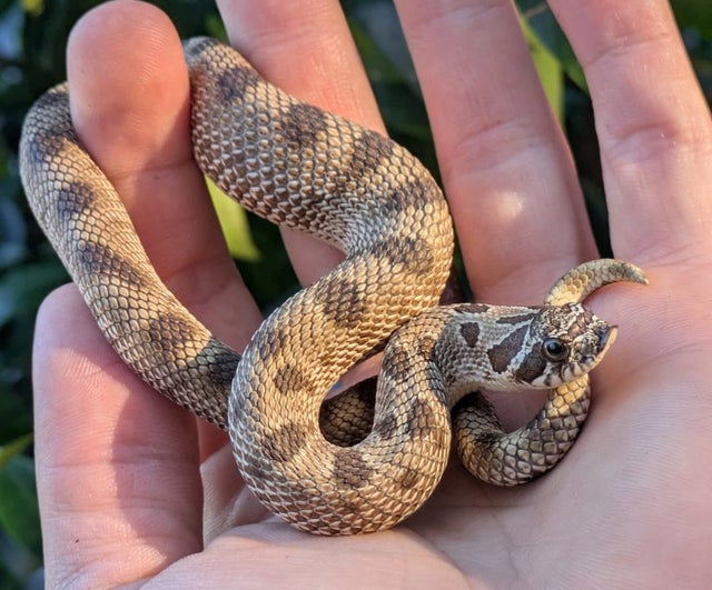 Anaconda Western Hognose Male 34 grams