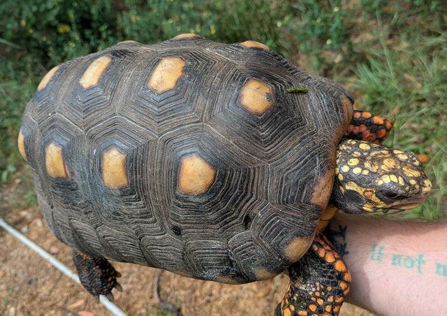 Proven USCBB Extra Large Red Foot Tortoise Female ~14 Inch shell