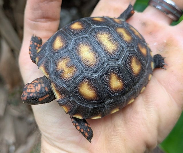 Cherry Head Red Foot Tortoise Hatchling ~3Inch