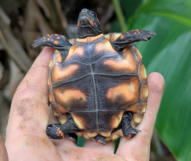 Cherry Head Red Foot Tortoise Hatchling ~3Inch