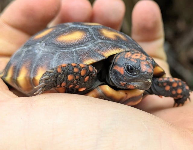 Cherry Head Red Foot Tortoise Hatchling ~3Inch
