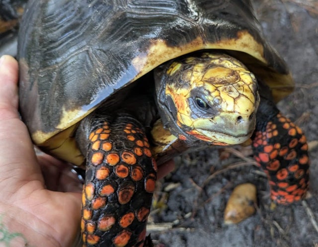Proven USCBB Extra Large Red Foot Tortoise Female ~12 Inch shell
