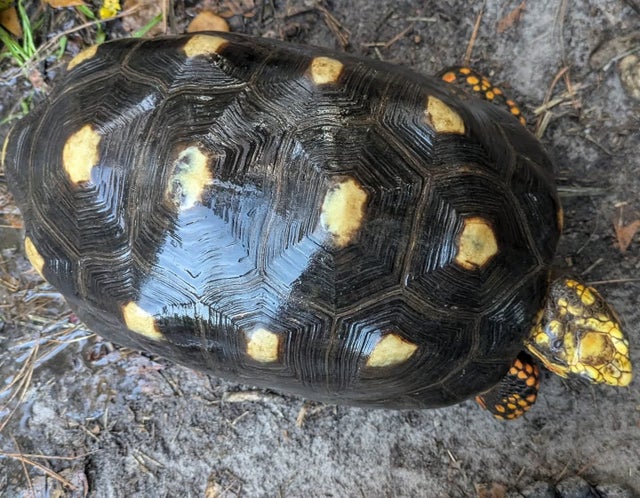 Proven USCBB Extra Large Red Foot Tortoise Female ~12 Inch shell