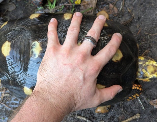 Proven USCBB Extra Large Red Foot Tortoise Female ~12 Inch shell
