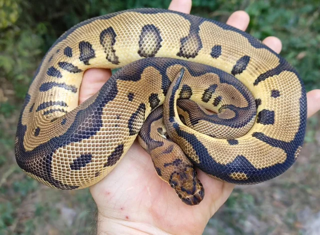 A Leopard Clown Ball Python Male 467g